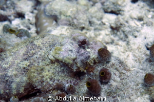 Macro by Abdulla Almehairi 
